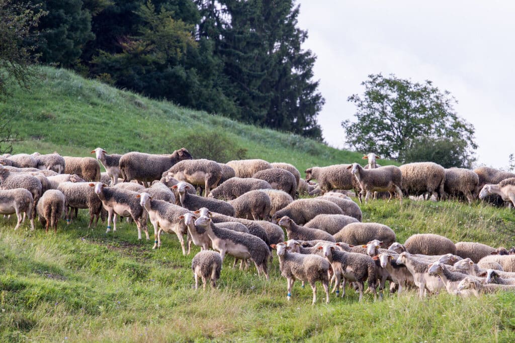 Tradičné syrové výrobky - Agrofarma Červený kameň